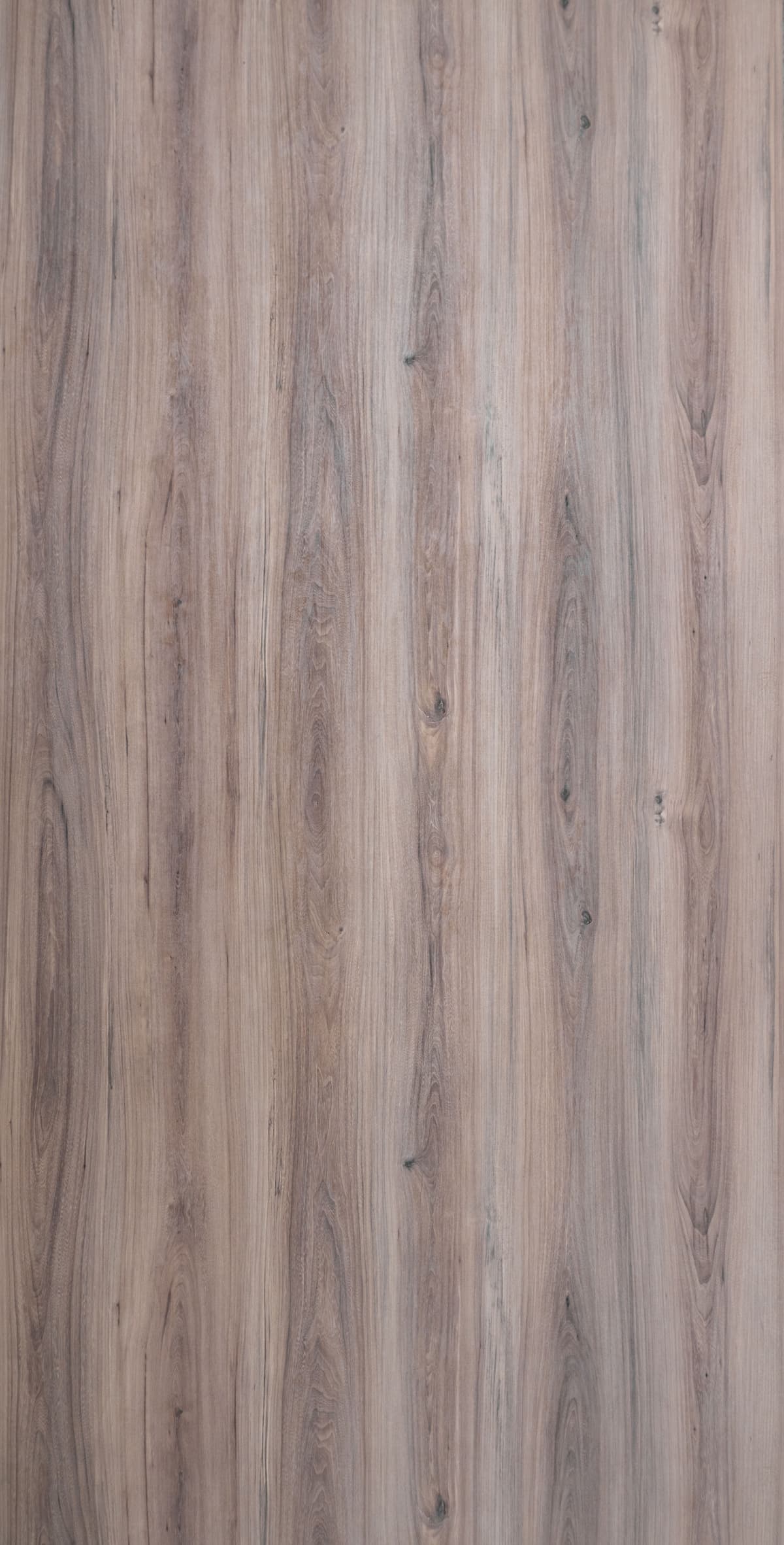 Ural Elm