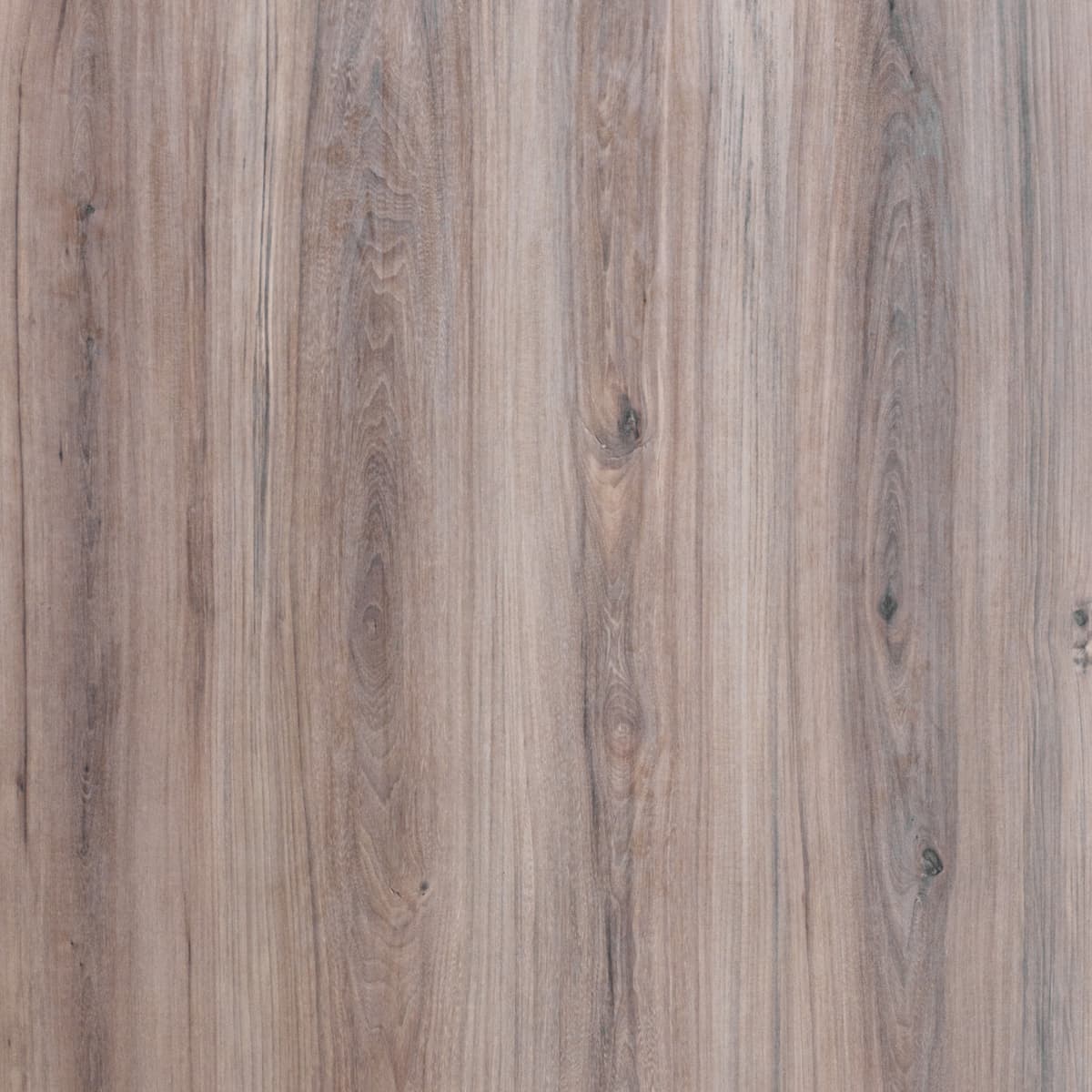 Ural Elm