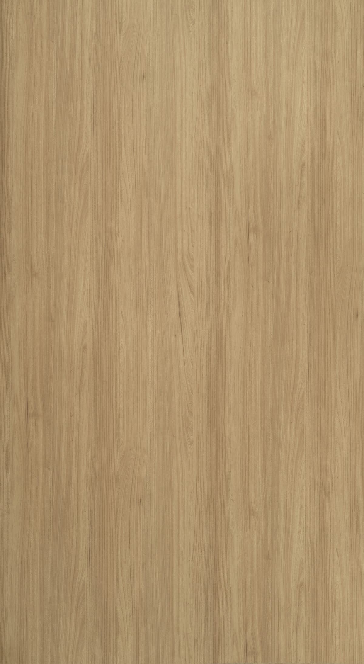 French Elm