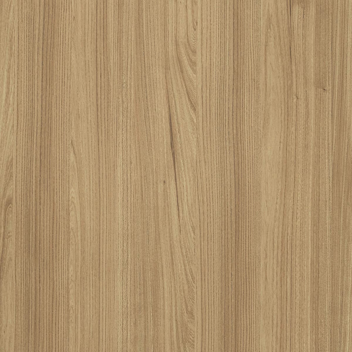 French Elm