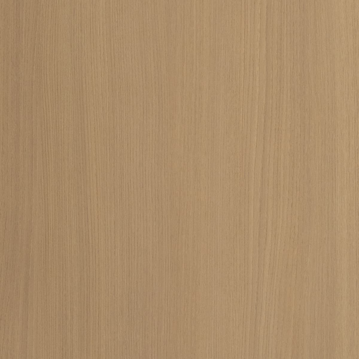 Camel Birch