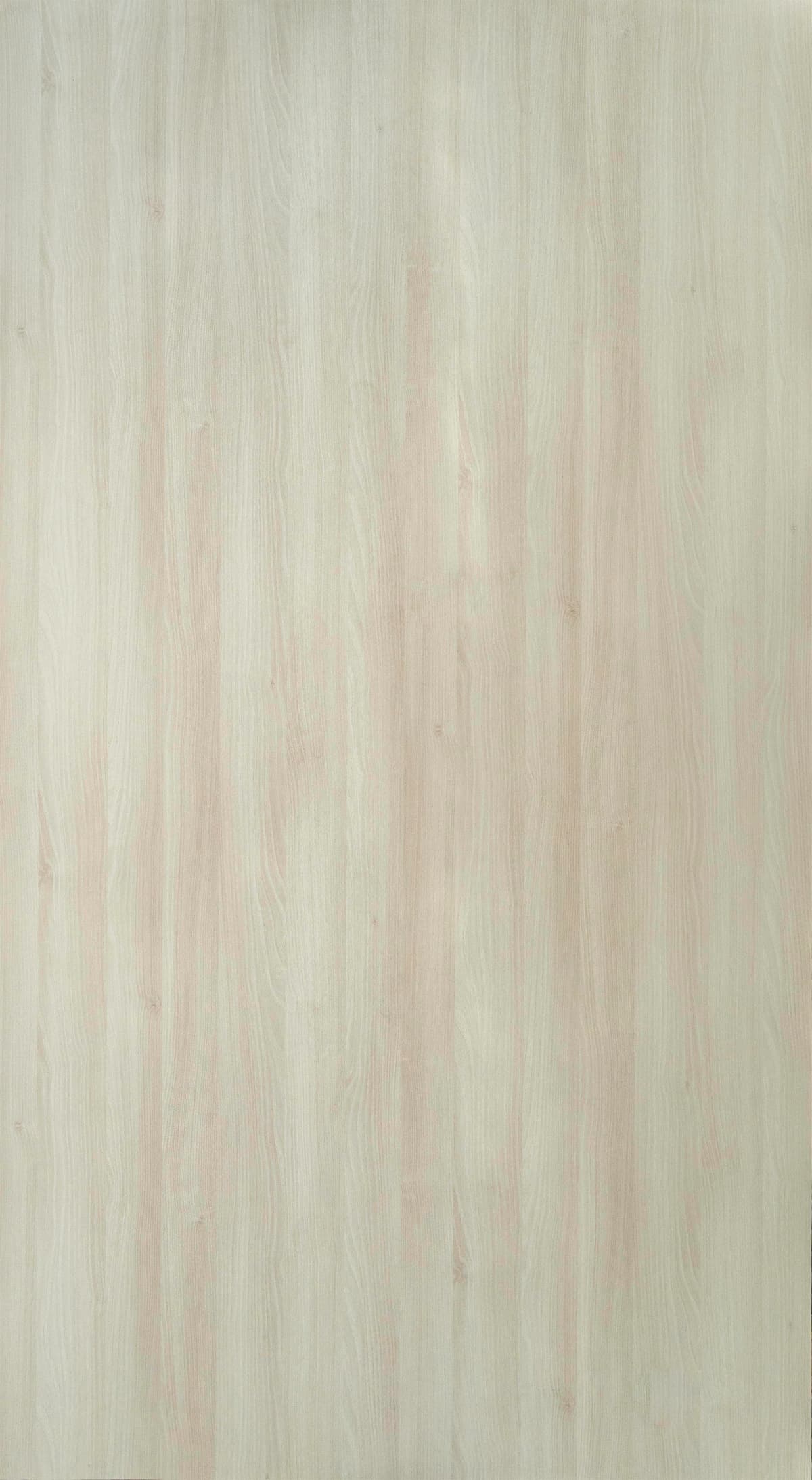 Misty Acacia