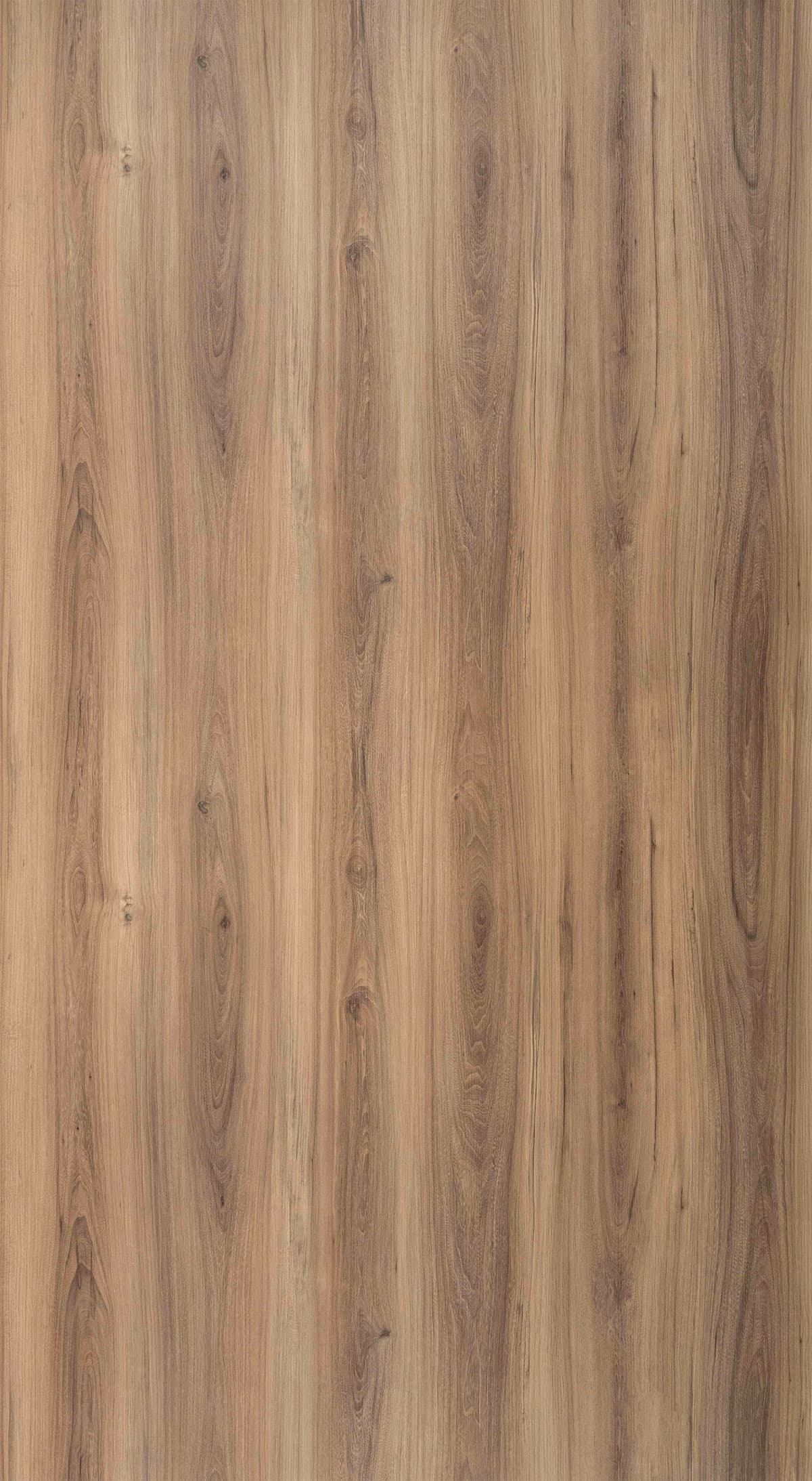 Charrow Elm